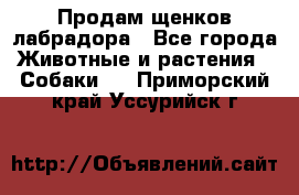 Продам щенков лабрадора - Все города Животные и растения » Собаки   . Приморский край,Уссурийск г.